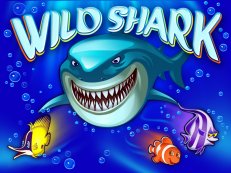 wild shark